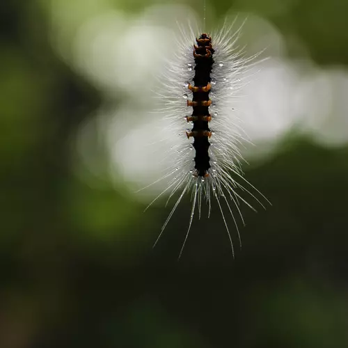 caterpillar being a spider