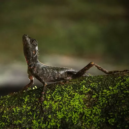 Lizard looking up